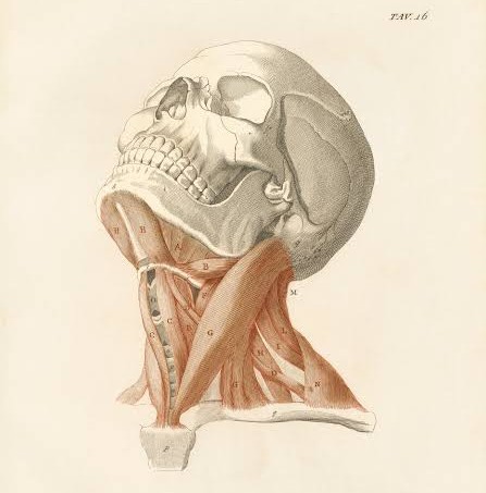 Anatomy